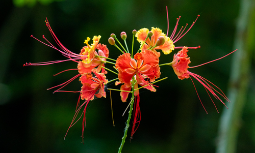 Caesalpinia pulcherrima (Barbados pride) — photo