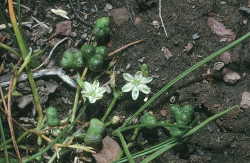 Caesia alpina (Alpine Grass-lily) — photo