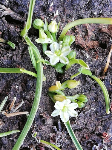 Caesia alpina (Alpine Grass-lily) — photo