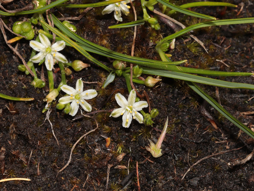 Caesia alpina