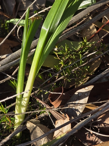 Caesia calliantha (Pale grass lily) — photo