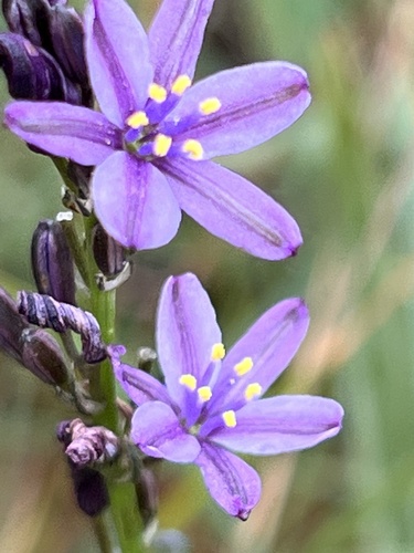 Caesia calliantha