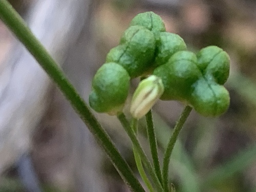 Caesia parviflora (Pale grass lily) — photo