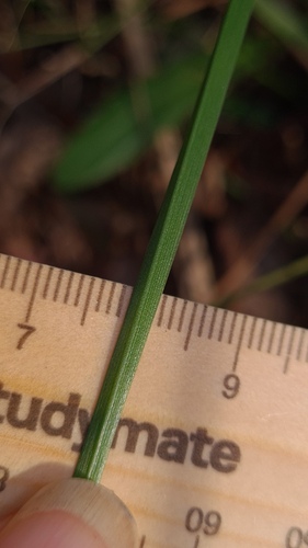 Caesia parviflora (Pale grass lily) — photo
