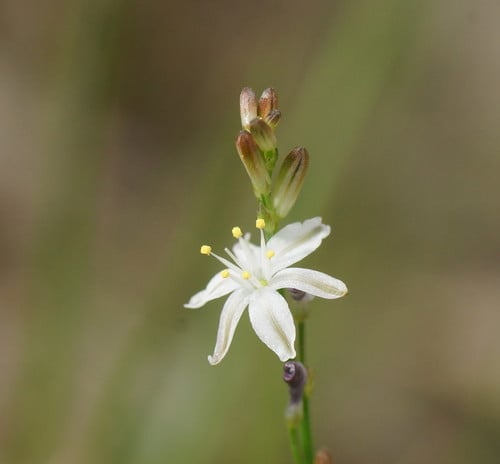 Caesia parviflora