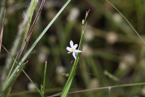 Caesia setifera (Hairy grass lily) — photo