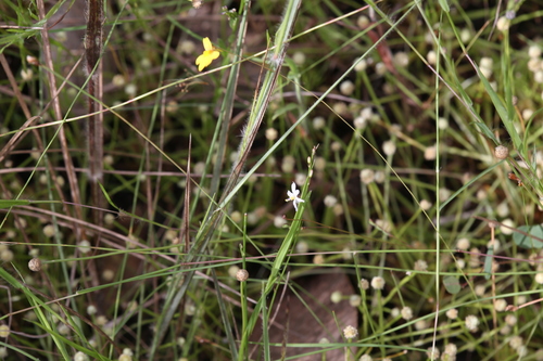 Caesia setifera (Hairy grass lily) — photo