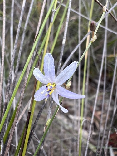Caesia setifera