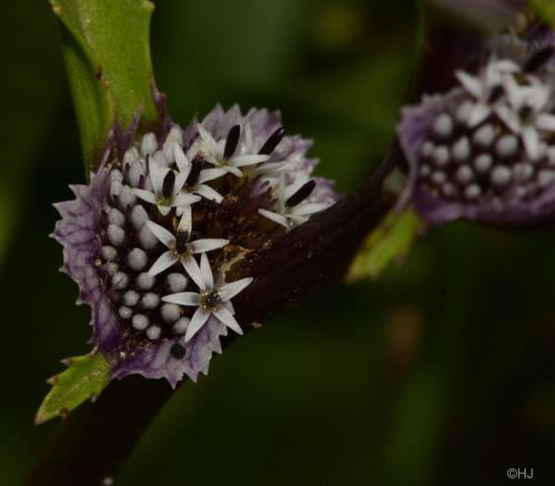 Caesulia axillaris — photo