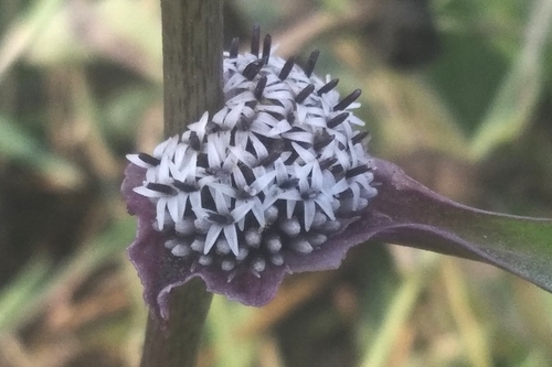 Caesulia axillaris — photo