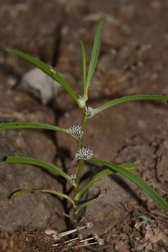 Caesulia axillaris