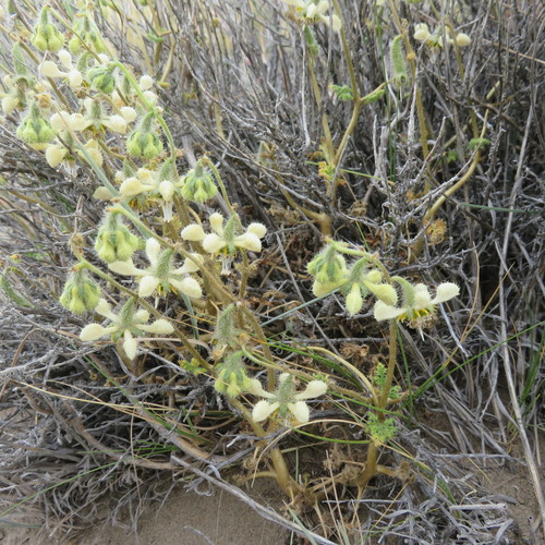 Caiophora patagonica (Ortiguilla) — photo