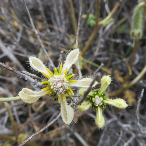 Caiophora patagonica (Ortiguilla) — photo