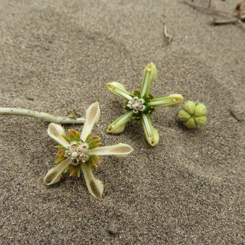 Caiophora patagonica