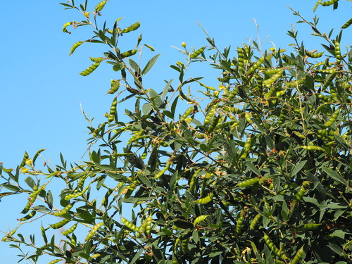 Cajanus cajan (Pigeon pea) — photo