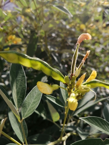 Cajanus cajan (Pigeon pea) — photo