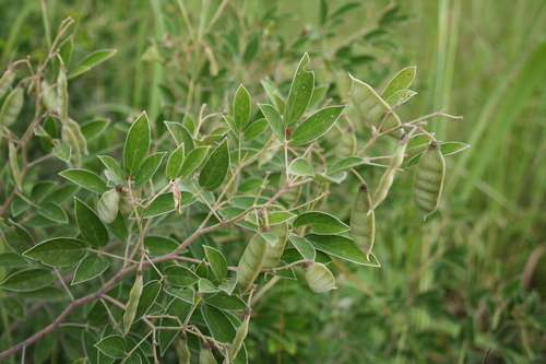 Cajanus kerstingii