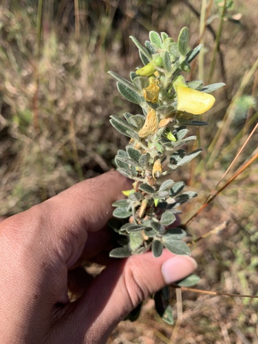 Cajanus lineatus (Wild tor) — photo