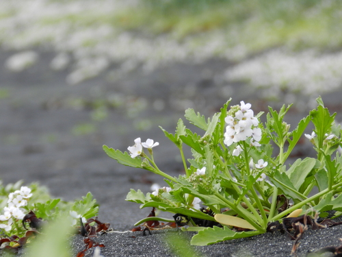 Cakile arctica (Arctic sea rocket) — photo