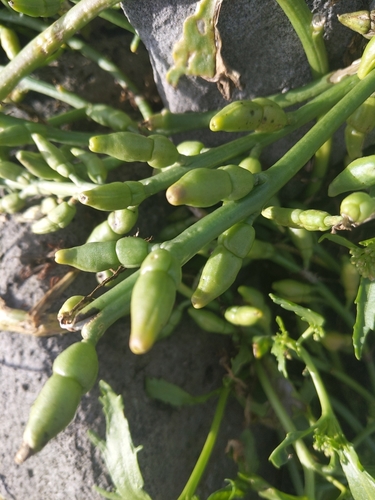 Cakile arctica (Arctic sea rocket) — photo