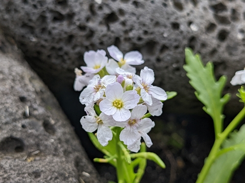 Cakile arctica