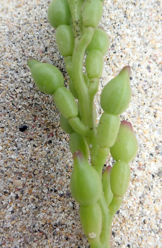 Cakile edentula (American sea rocket) — photo