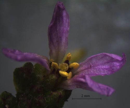 Cakile edentula (American sea rocket) — photo