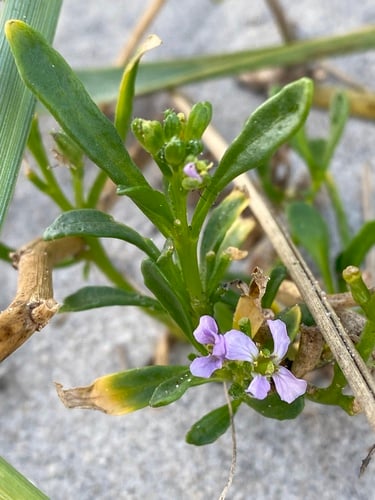 Cakile edentula