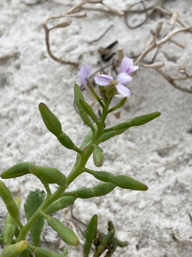 Cakile lanceolata (Sky rocket) — photo