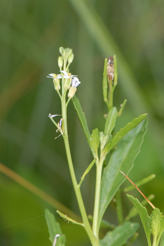 Cakile lanceolata (Sky rocket) — photo