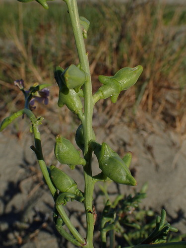 Cakile maritima (European sea rocket) — photo