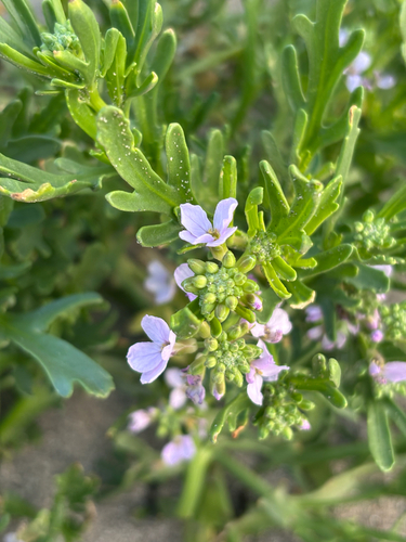 Cakile maritima (European sea rocket) — photo