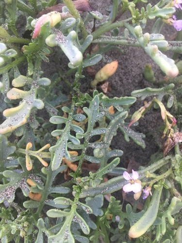 Cakile maritima