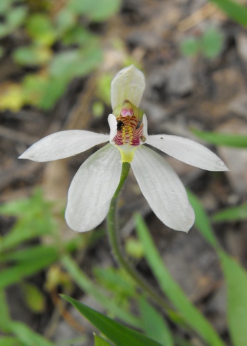 Caladenia carnea (Pink fingers) — photo