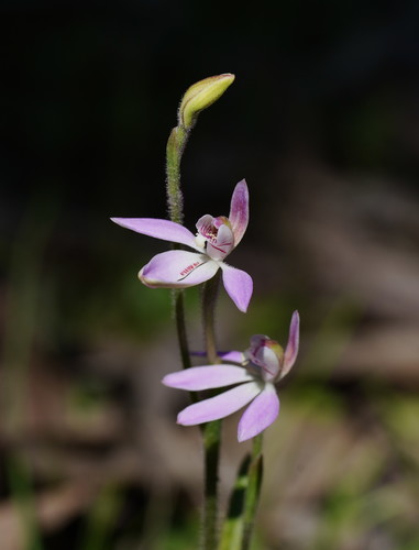 Caladenia carnea (Pink fingers) — photo