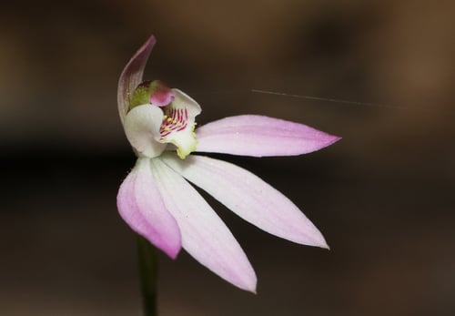 Caladenia carnea