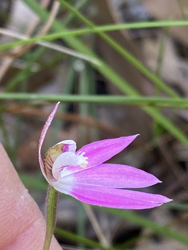 Caladenia curtisepala (Short-hooded fingers) — photo