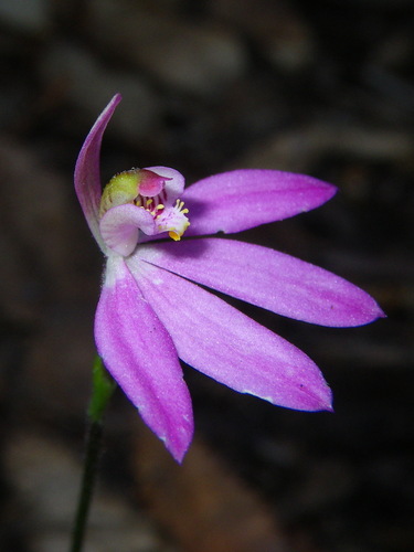 Caladenia curtisepala