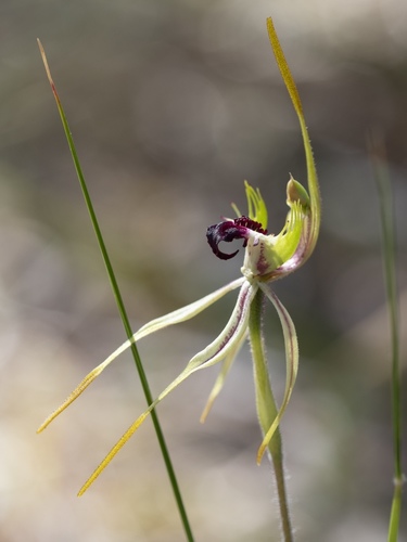 Caladenia dilatata (Fringed spider orchid) — photo