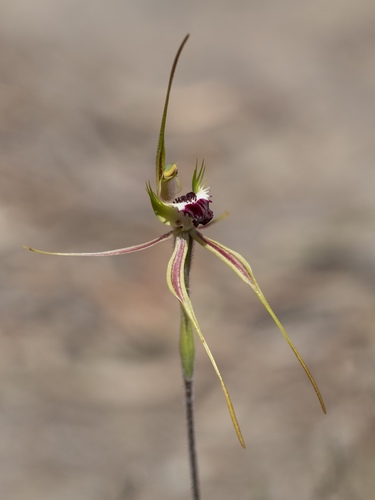 Caladenia dilatata (Fringed spider orchid) — photo