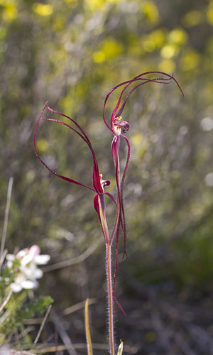 Caladenia filamentosa (Spider orchid) — photo