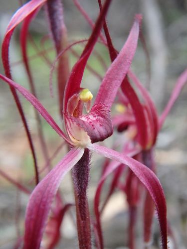 Caladenia filamentosa (Spider orchid) — photo
