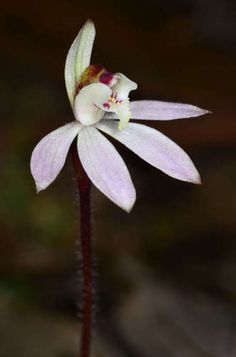 Caladenia fuscata (Pink fairy orchid) — photo