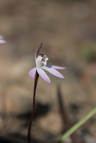 Caladenia fuscata (Pink fairy orchid) — photo