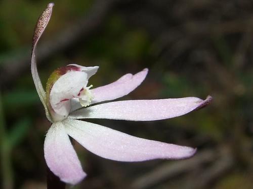 Caladenia fuscata