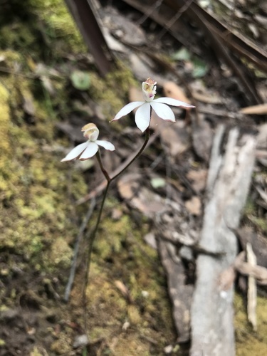 Caladenia gracilis (Musky caladenia) — photo