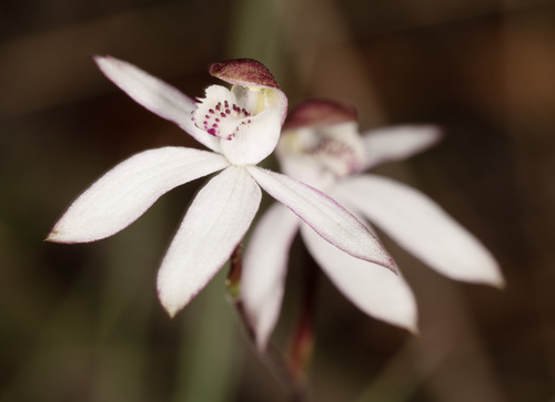 Caladenia gracilis (Musky caladenia) — photo