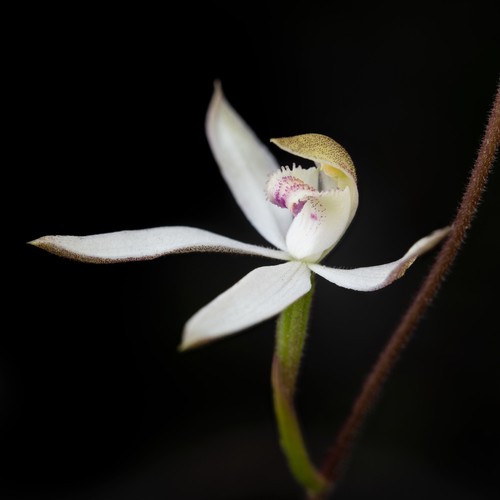 Caladenia gracilis