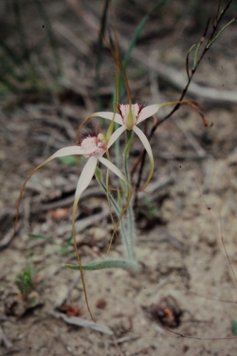 Caladenia patersonii (Ground orchid) — photo