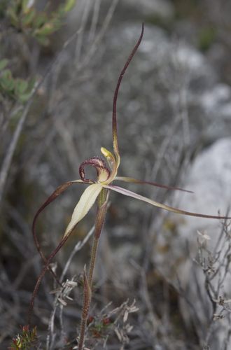 Caladenia patersonii (Ground orchid) — photo